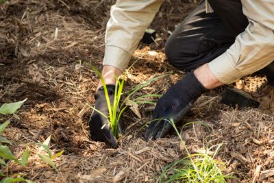 Soil regeneration and habitat restoration