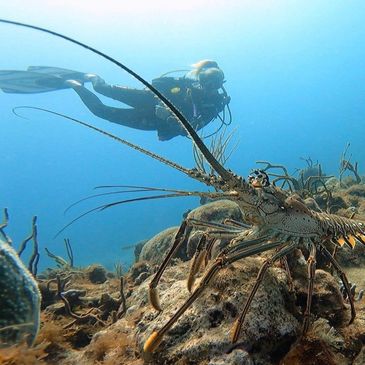 Scuba diver explores underwater with a large spiny lobster nearby.