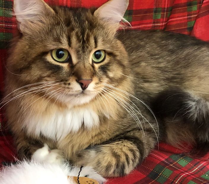 Siberian cats of elbrus Siberian Kittens, Siberian Cats, Breeder