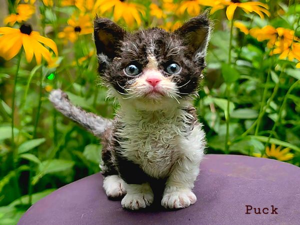 Puck is a standard male Minskin kitten and future reigning stud at TRT Cattery 