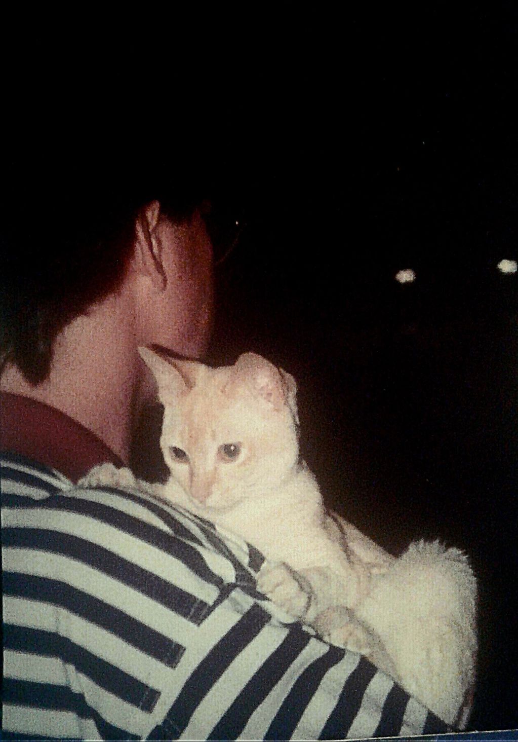 My first cat show in 1990 with my red Burmese male; GCH Shawscove Bailey of TheRiteType.
