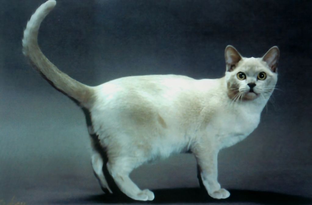 A light-colored cat with dark facial markings stands against a dark background.