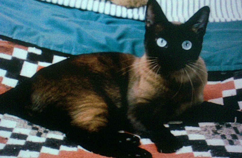 SGC TheRiteType's Phoenix female Tonkinese