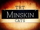 TRT Cattery Minskin Cats