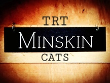 TRT Cattery Minskin Cats