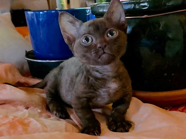 Bruno is staying at TRT Cattery 