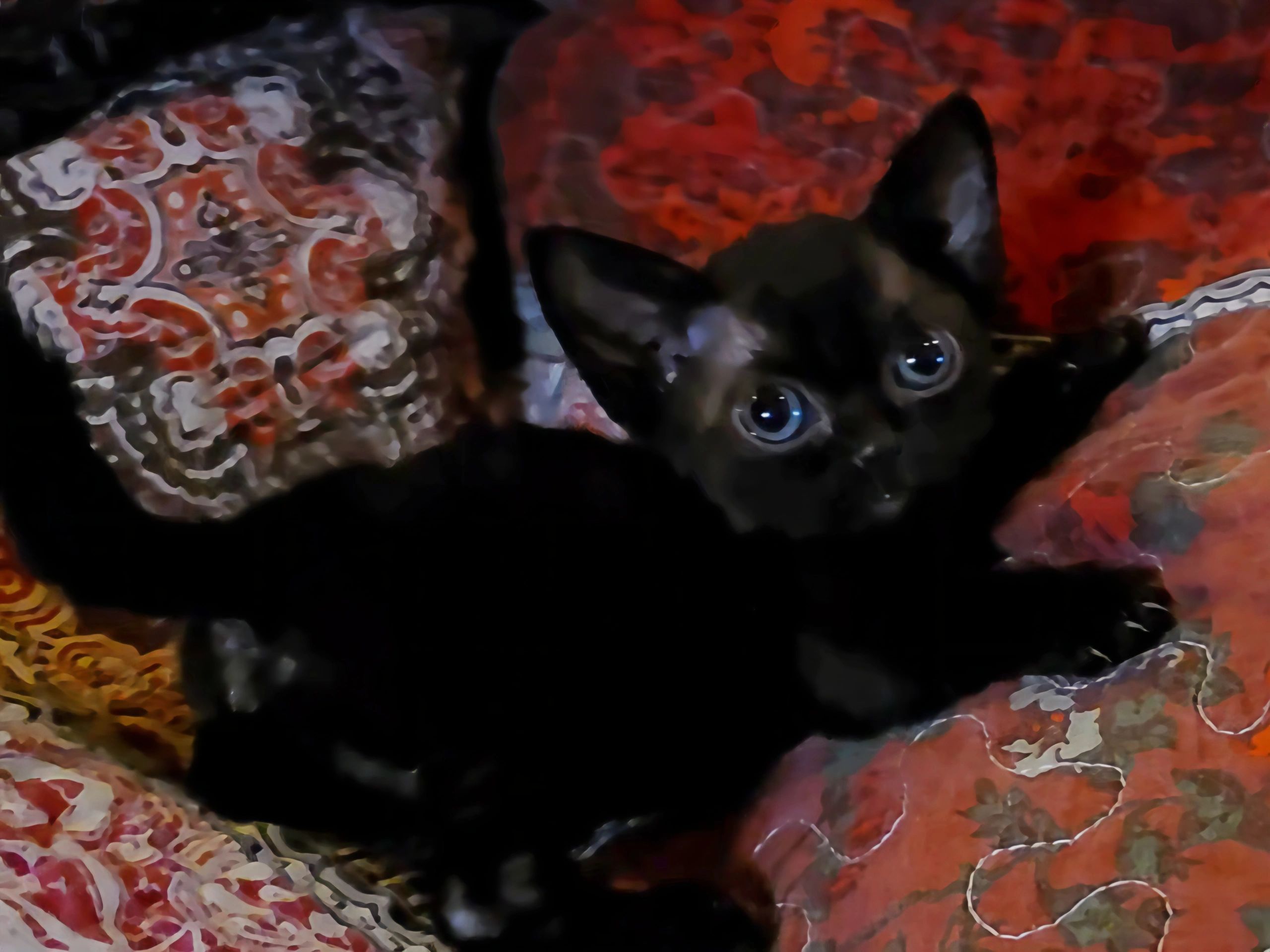 Black female standard Minskin kitten 