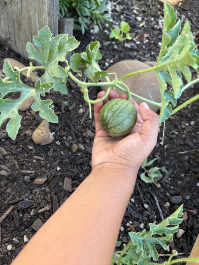 toddler holding a growing watermelon
