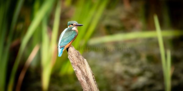 Kingfisher sat on a post looking into the distance