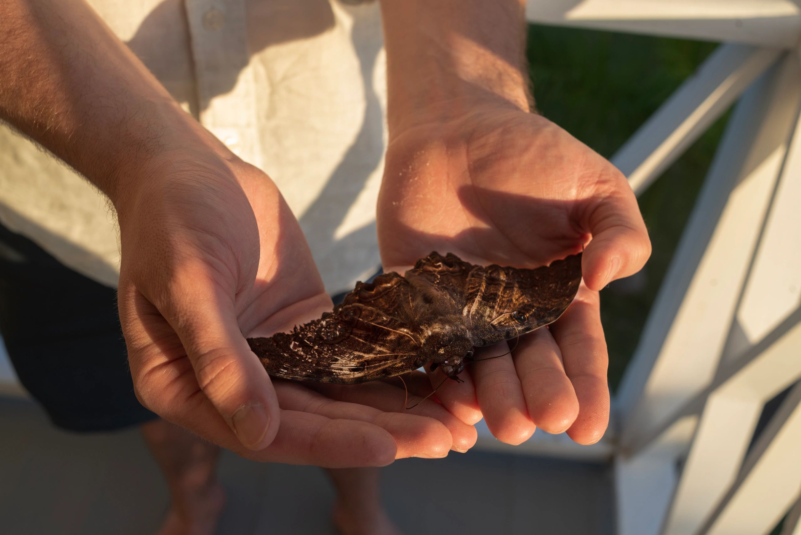 Hands gently holding a large brown butterfly.