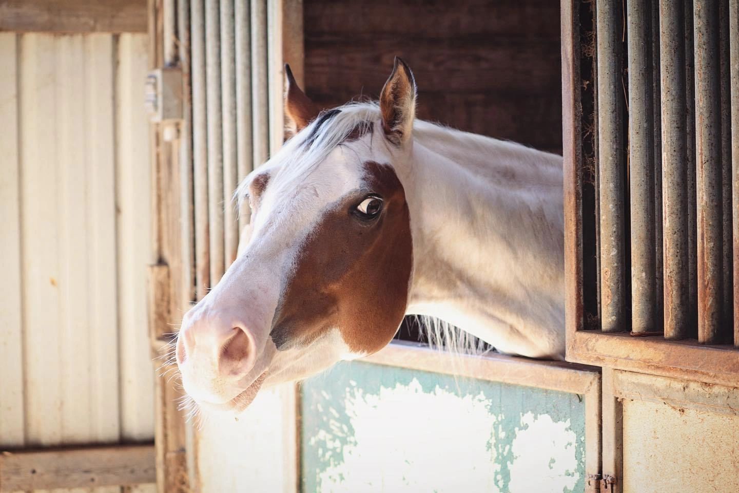Horse Boarding Services at Ohio Horse Park
