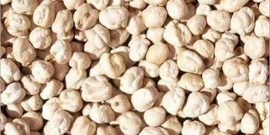 Close-up of dried white chickpeas piled together.