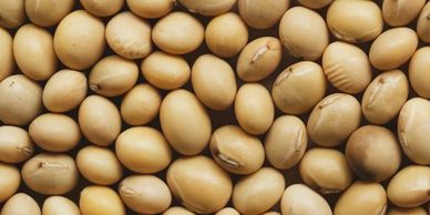 Close-up of numerous beige soybeans densely packed together.