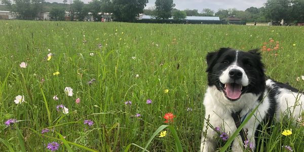 Cute dog posing in the grass in Texas wildflowers