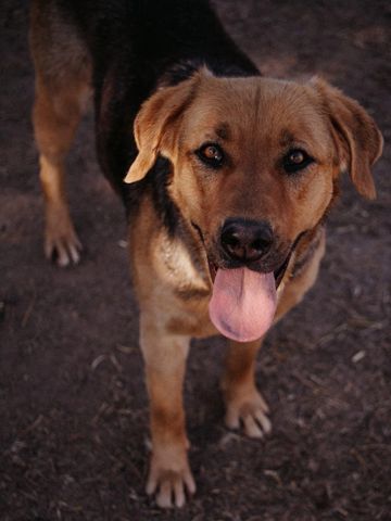 Happy brown dog with tongue out standing on dirt.