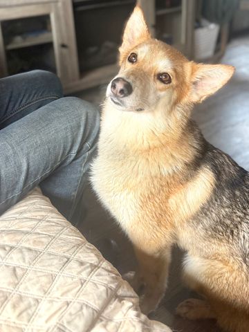 Foxy 

Female
German shepherd X (medium size)
35lbs 
Spayed
Utd on shots, and dewormer 
Monthly flea