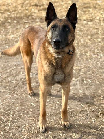 Alert Belgian Malinois dog standing on dirt ground outdoors.