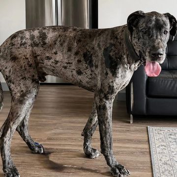 A large merle Great Dane dog standing indoors with tongue out.