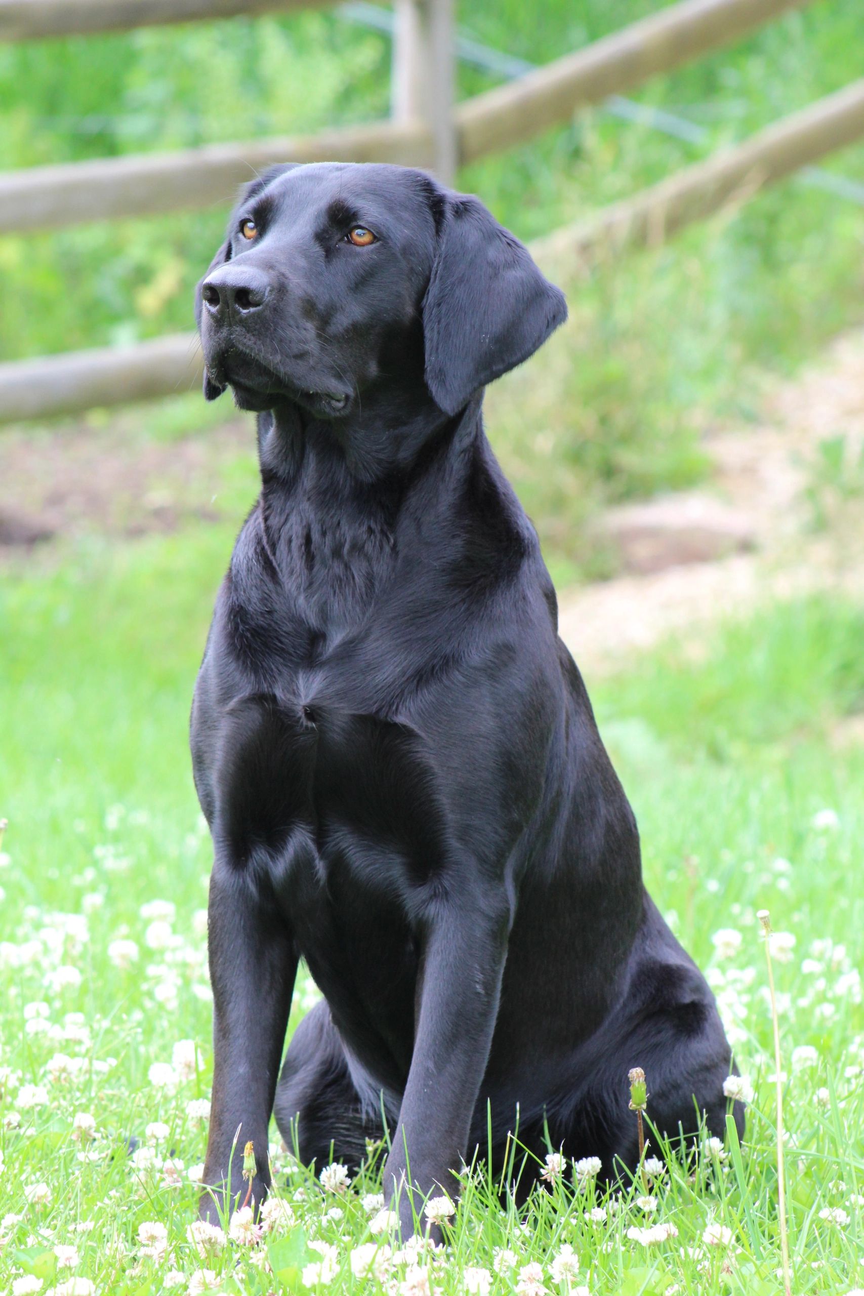 Dog Breeders HiMist Farms & Labradors