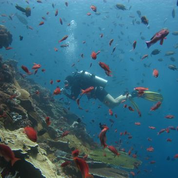 Go diving, fun diving, scuba dive, girls who dive, reef, wreck, macro, mega fauna.