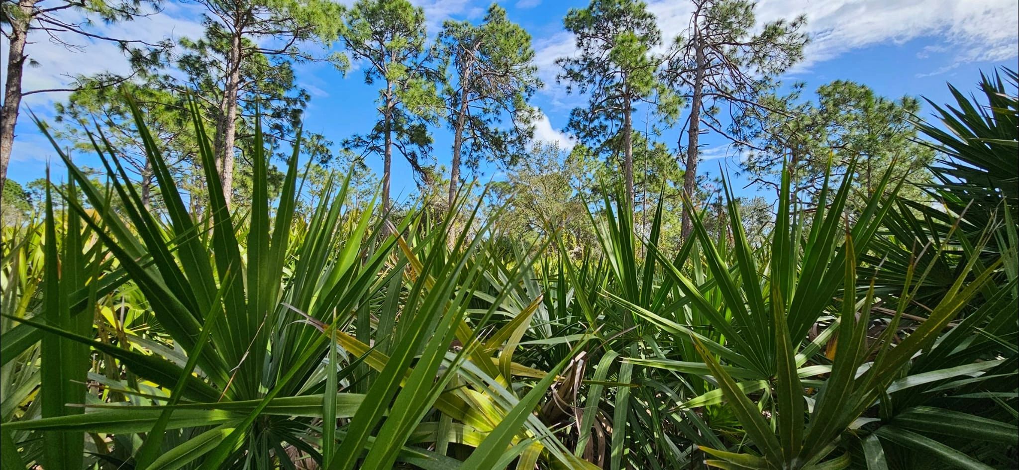 Environmental Conservancy of North Port Inc logo