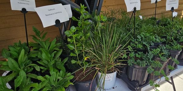 Various potted plants with labels on display.