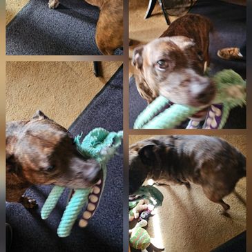 A dog playing with a green rope toy indoors.