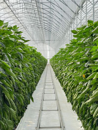 Greenhouse grade plant nutrition and fertilizers