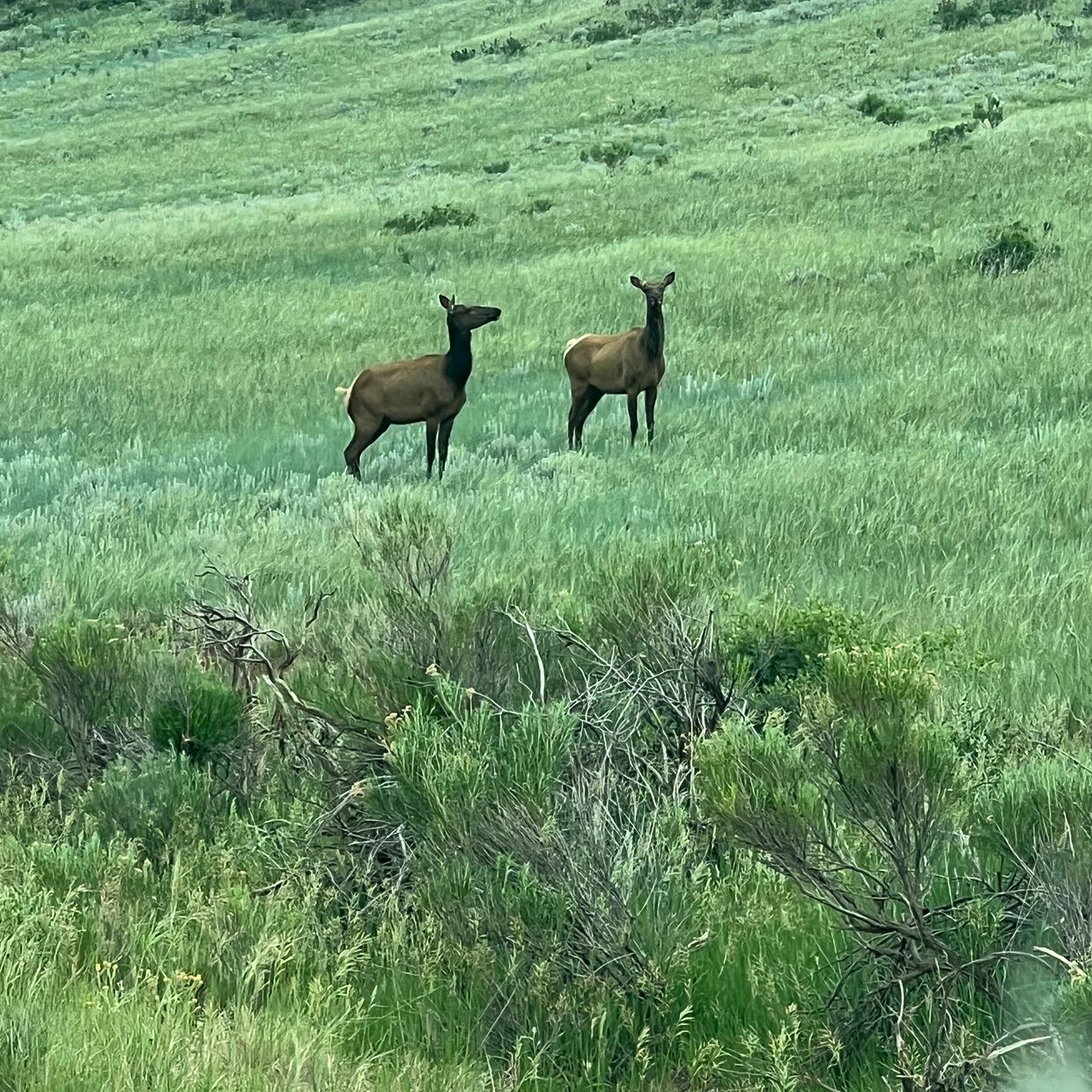 Two elk standing alert in a lush green meadow.