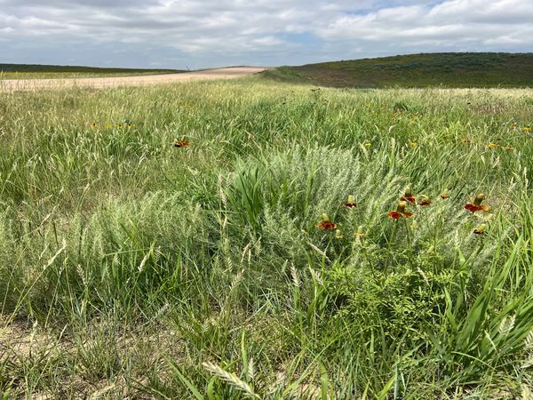 Wildflowers and tall grass under a cloudy sky in a natural field.