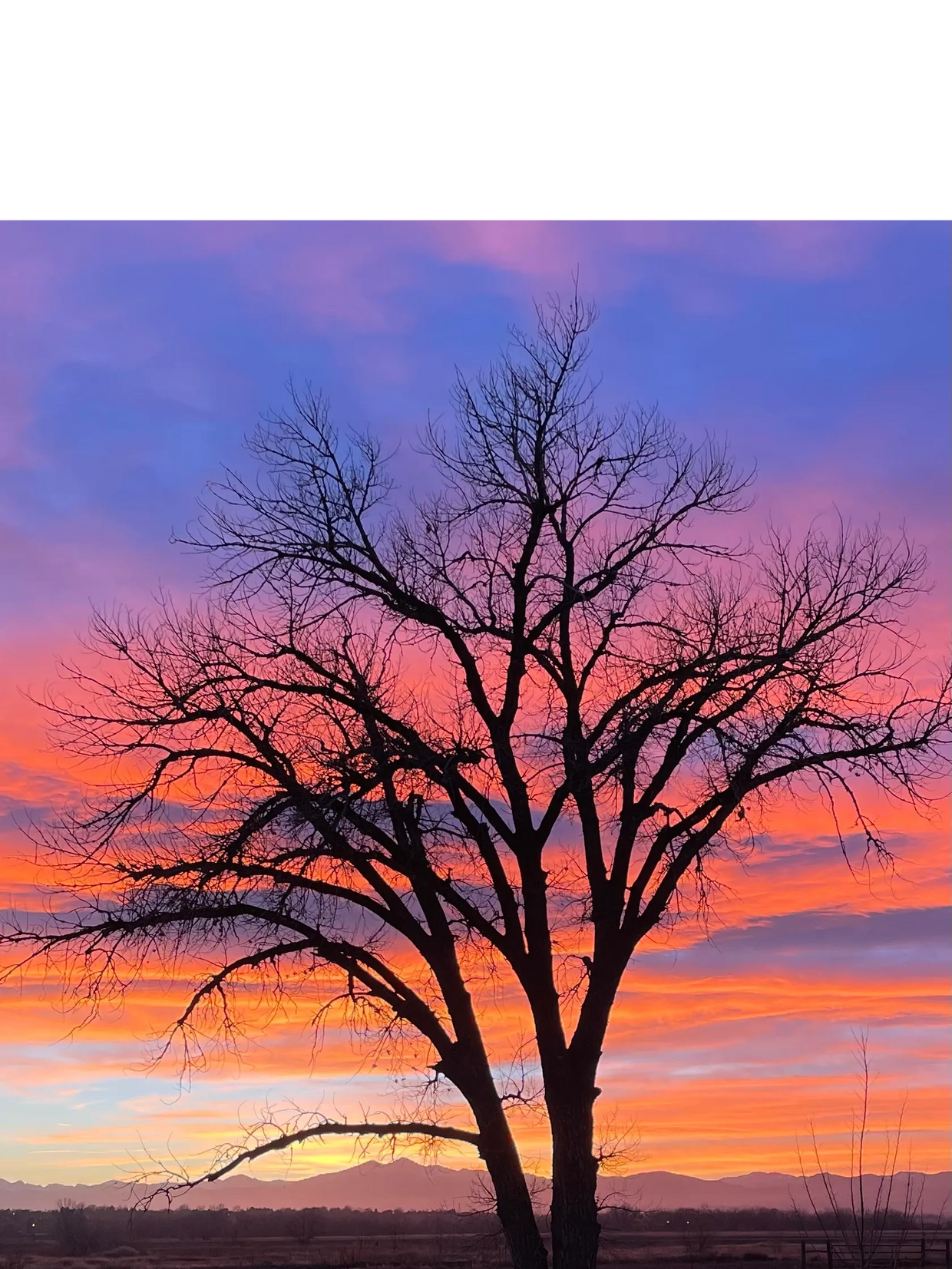 Silhouette of a leafless tree against a colorful sunset sky.