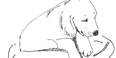A sad dog lying down with its head resting on its paws.