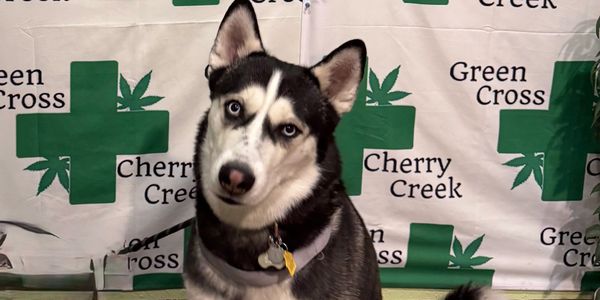 A husky dog with blue eyes sitting in front of a Green Cross Cherry Creek backdrop.