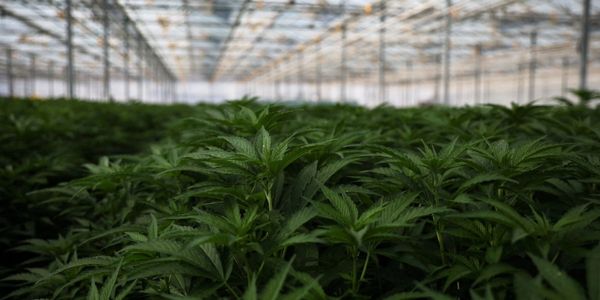 Lush cannabis plants growing inside a large greenhouse under natural light.