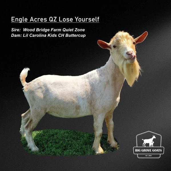 Engle Acres QZ Lose Yourself Nigerian Dwarf Goat
