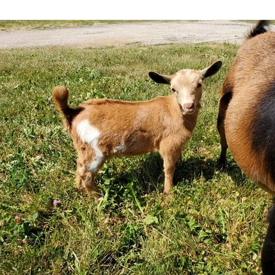 Cade's Lil Farm FW Maggie Mae