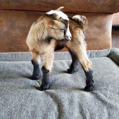 Big Groves WJ Lodi Dodi Nigerian Dwarf Goat