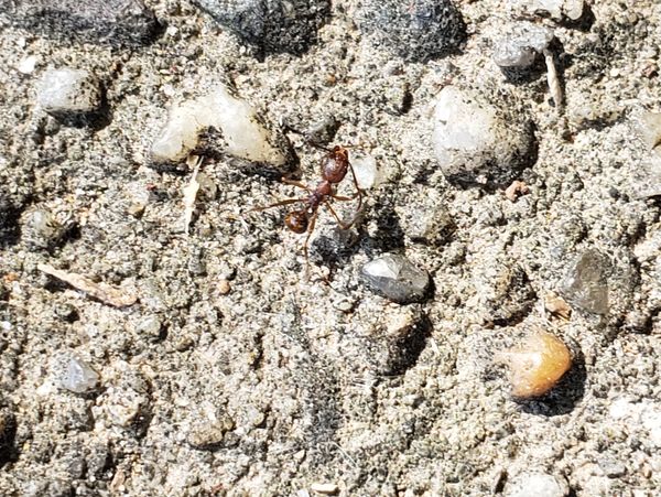 A tawny collared ant worker cleaning itself on a sidewalk.