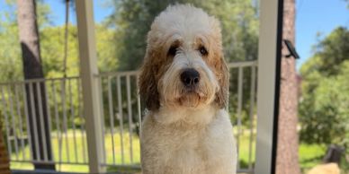 A fluffy white and brown dog sitting outdoors with a serene background.