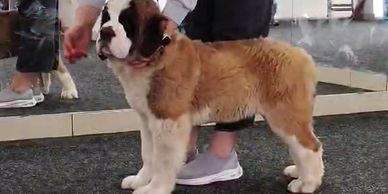 A Saint Bernard puppy standing indoors near a mirror with a person.
