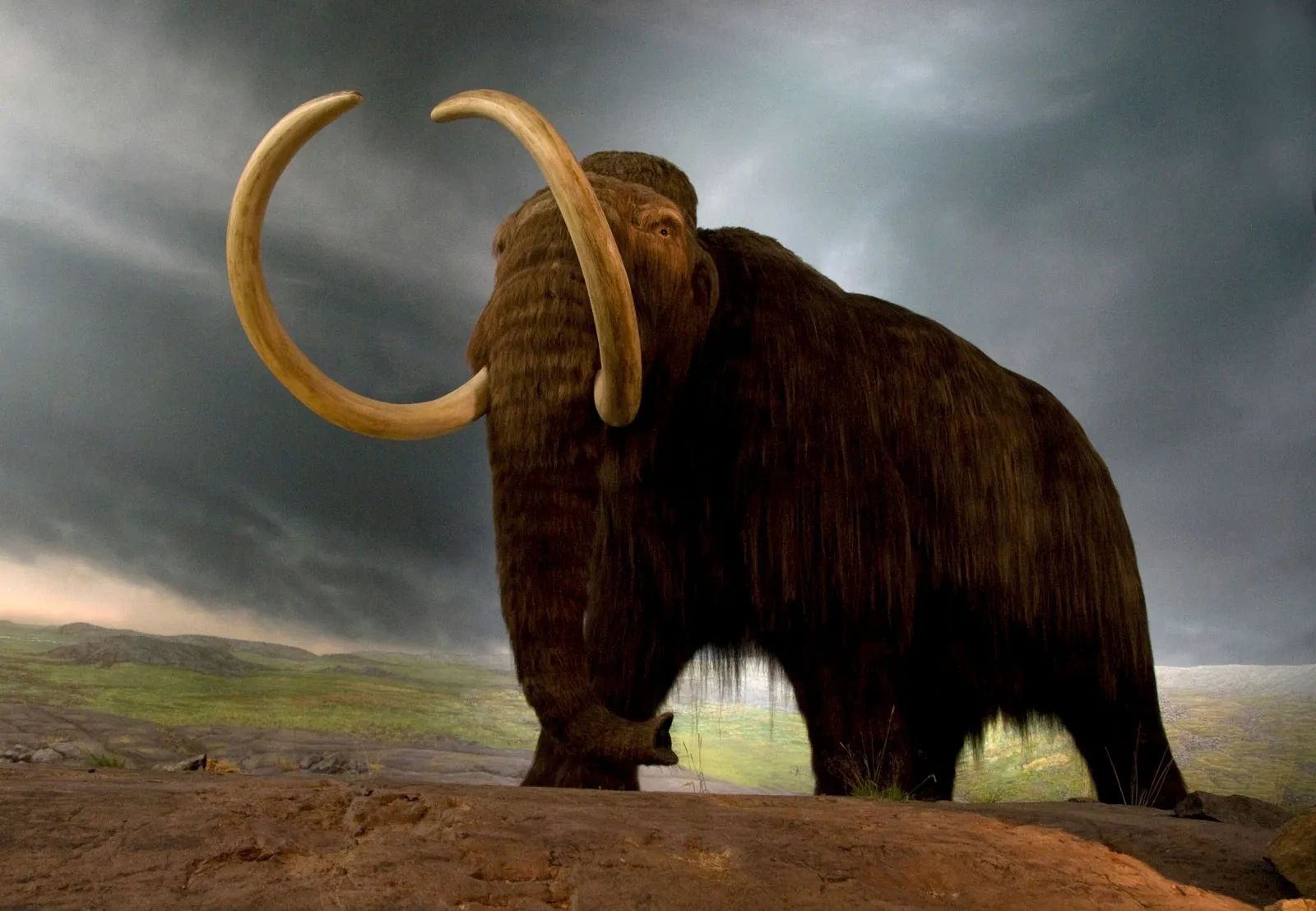 Picture of a wooly mammoth