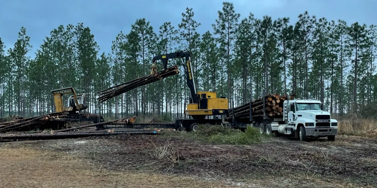 Timber Sale