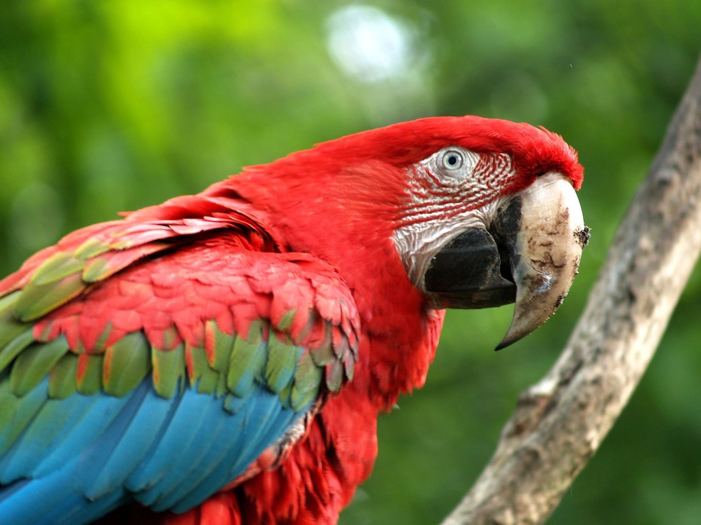 Pet top city birds
