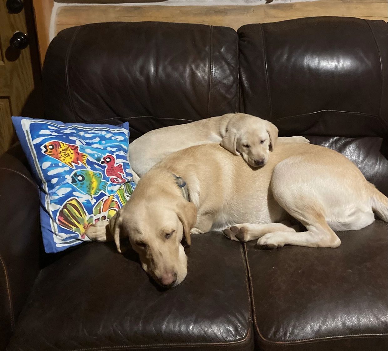 Two yellow Labrador dogs resting on a brown leather couch with a colorful fish pillow.