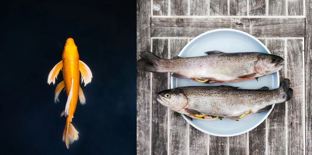 A live orange koi fish contrasts with two raw fish on a plate.