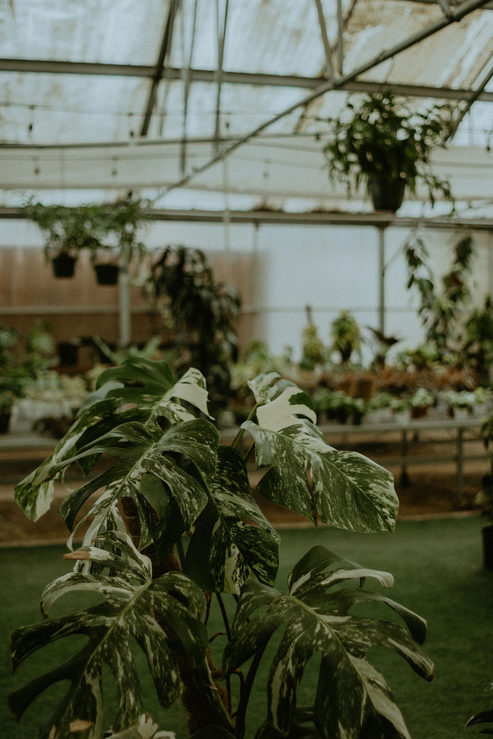 Monstera albo in greenhouse