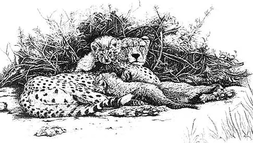 Cheetahs – Mama & Child