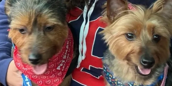 Woman holding two small dogs wearing colorful bandanas inside a car.