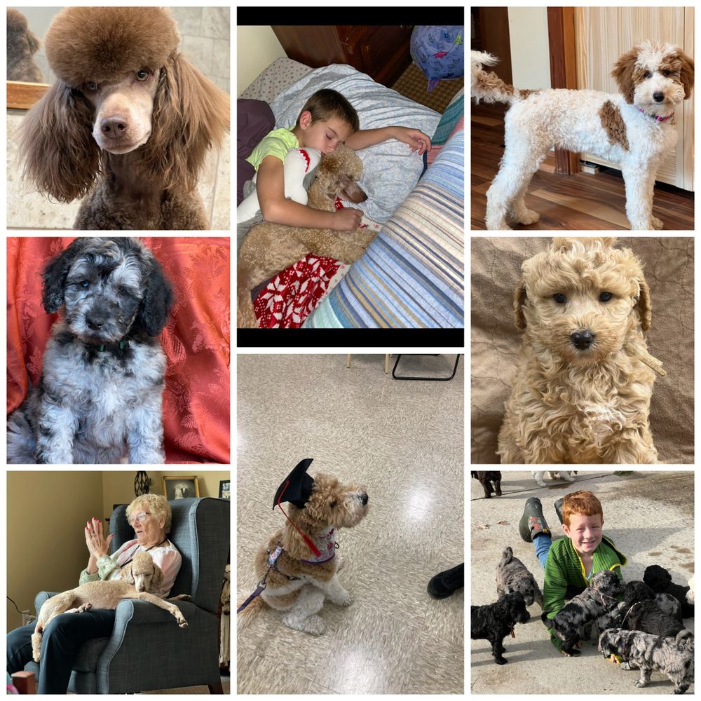 Labradoodle poodle store