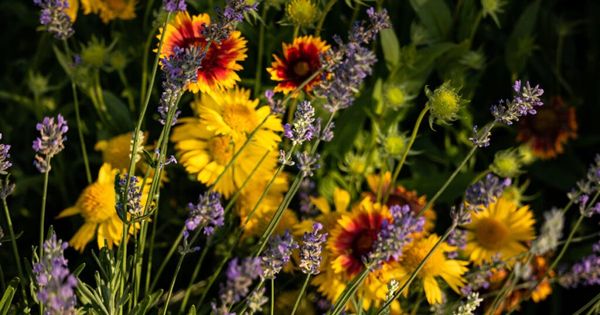 Yellow and red flowers with purple lavender in a sunlit garden.